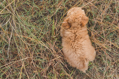 High angle view of a dog on field