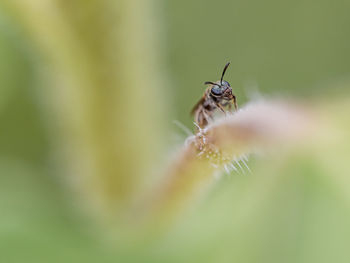 Close-up of insect on flower