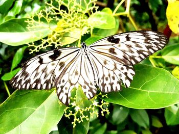 Butterfly on leaf