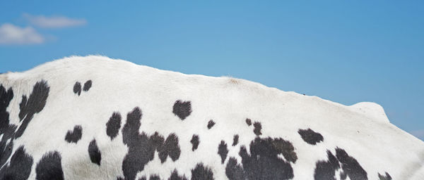 Panoramic view of a horse against clear sky