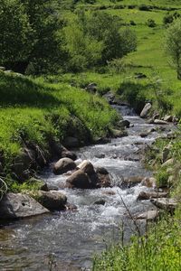 Stream flowing in forest