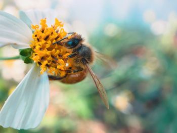 Close-up of bee pollinating on flower