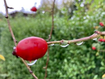 Close-up of cherries on tree