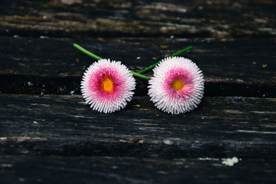 Close-up of pink flower on table