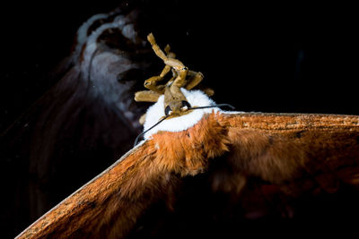 Close-up of insect against black background