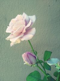 Close-up of pink flower