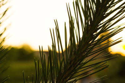 Close-up of palm tree against clear sky