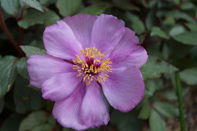 Close-up of purple flower