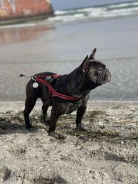 Dogs on beach