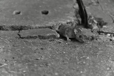 Little mouse look for the food on the pavement floor.