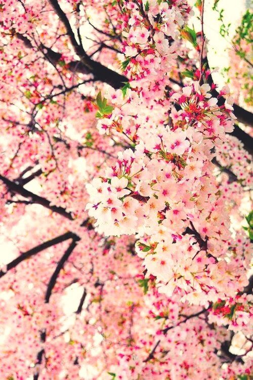 flower, freshness, fragility, growth, pink color, beauty in nature, branch, tree, cherry blossom, blossom, nature, petal, low angle view, cherry tree, in bloom, blooming, springtime, pink, botany, close-up