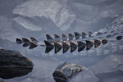 High angle view of ice on rock in lake