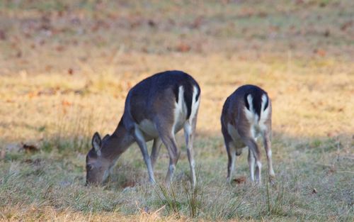 Deer in a field