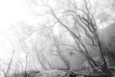 Bare trees in forest during winter