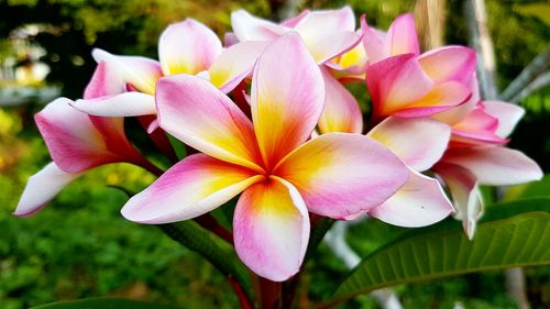 Close-up of pink flowers