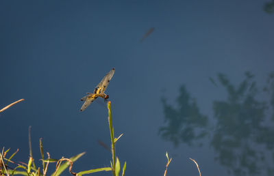 Close-up of lizard on plant against sky