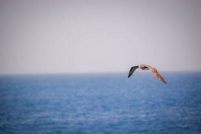 Seagull flying