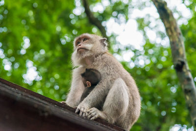 Low angle view of monkey sitting on tree