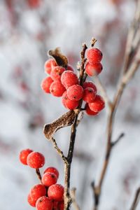 Close-up of red berries on tree