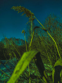 Close-up of plant growing on field against clear sky