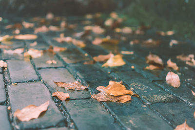 Fallen leaves on footpath