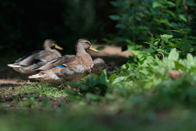 Birds perching on a field