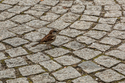 High angle view of bird on cobblestone street