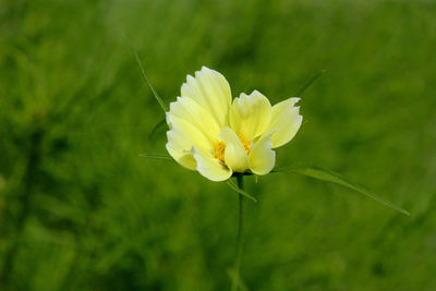 Close-up of yellow flowering plant on field