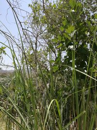 Plants growing on field