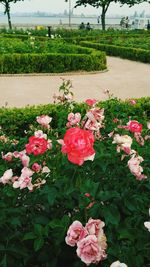 Close-up of pink flowering plants