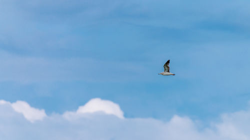 Low angle view of bird flying in sky