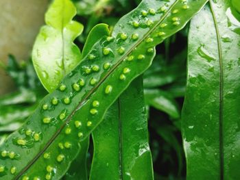 Close-up of wet plant leaves if a fern during rainy season