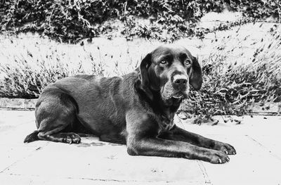 Portrait of dog sitting outdoors