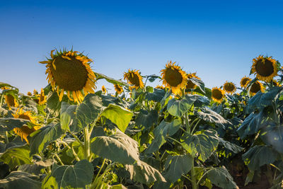 Scenic view of sunflower field against clear sky