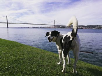 Dog on shore against sky