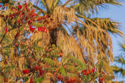 Low angle view of fruits hanging on tree