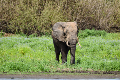 Elephants on field