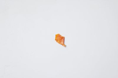 High angle view of orange on white background