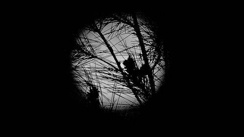 Close-up of silhouette tree against sky