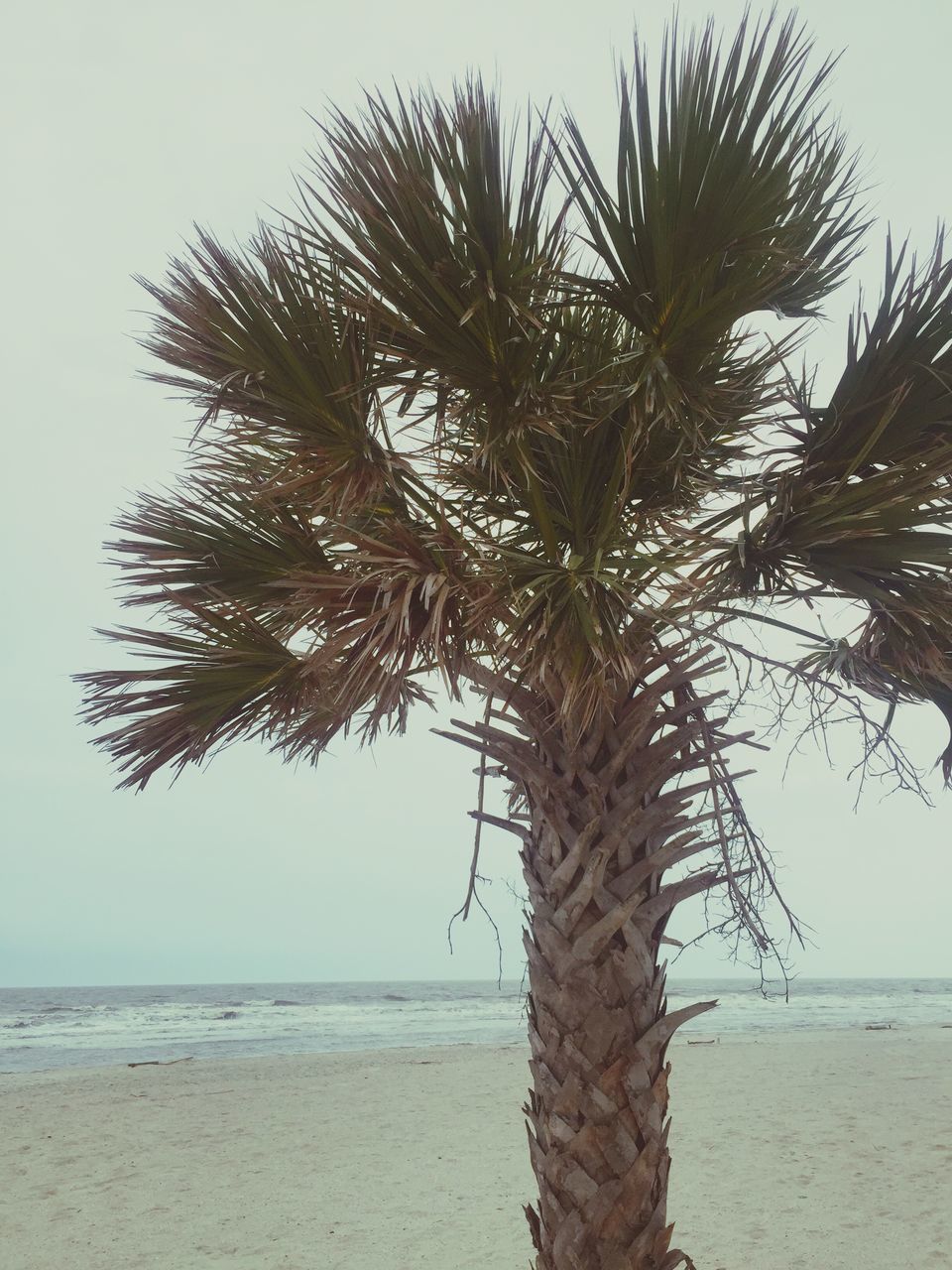 sea, tree, nature, tranquility, horizon over water, growth, beach, scenics, beauty in nature, tranquil scene, outdoors, water, no people, day, sky, tree trunk, sand, branch, single tree