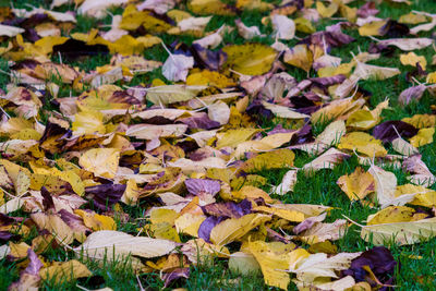 Close-up of maple leaves on field