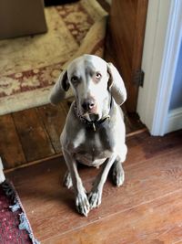 Portrait of dog sitting on hardwood floor