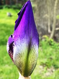 Close-up of purple iris flower on field