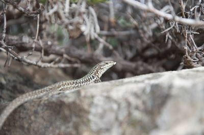 View of lizard