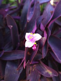 Close-up of flower blooming outdoors