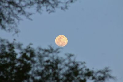 Low angle view of moon against sky at night