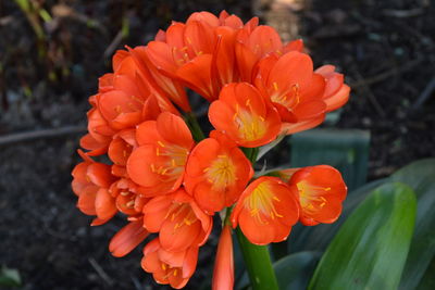 Close-up of orange flowers blooming outdoors