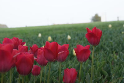 Close-up of red tulips on field against sky