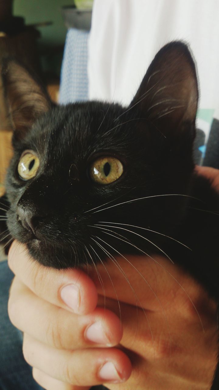 pets, domestic animals, animal themes, one animal, domestic cat, indoors, cat, mammal, person, whisker, part of, close-up, feline, looking at camera, home interior, focus on foreground, portrait