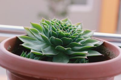 Close-up of succulent plant